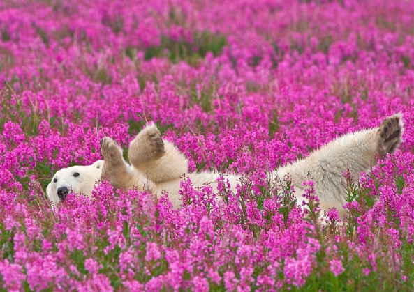 Urşi polari fotografiaţi în ipostaze inedite. Galerie foto! 4 polar-bear-playing-flower-field-dennis-fast-1_191804.jpg