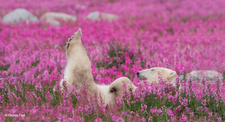 Urşi polari fotografiaţi în ipostaze inedite. Galerie foto! 7 polar-bear-playing-flower-field-dennis-fast-21_191807.jpg