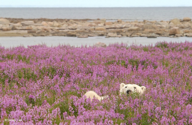 Urşi polari fotografiaţi în ipostaze inedite. Galerie foto! 3 polar-bear-playing-flower-field-dennis-fast-9_191803.jpg