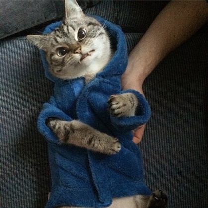 Pisica „vampir“, vedetă pe internet 2 vampire-angry-cat-loki-14_191698.jpg