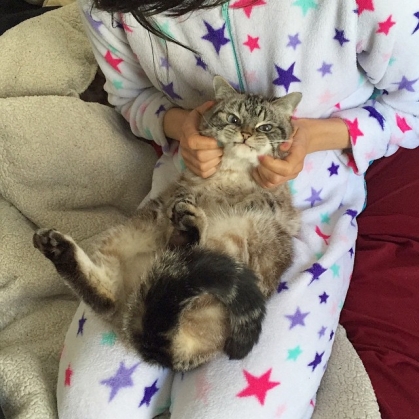 Pisica „vampir“, vedetă pe internet 4 vampire-angry-cat-loki-22_191700.jpg