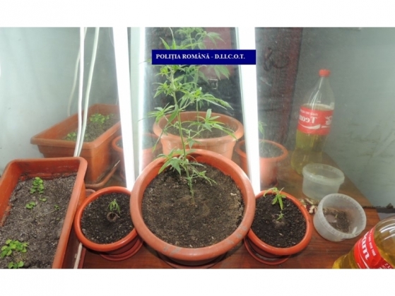 Trei inşi au fost arestaţi preventiv pentru trafic de droguri 4 canabis 2_193826.jpg