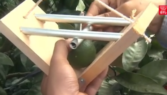 Fructe sub formă de inimă! 2 imima2.png