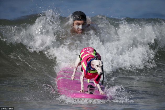 INEDIT. Galerie foto cu câini care fac surf! 3 surf2_195005.jpg