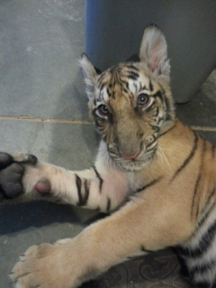 tirgu mic_193369.jpg