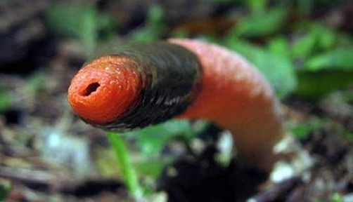 ORGASME INSTANTANEE LA FEMEI. Cum arată ciuperca în formă de penis?!... 2 cuiperca.jpg