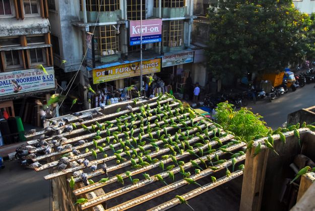 „Birdman“ are grijă de 4.000 de papagali 3 parakeets-2_197059.jpg