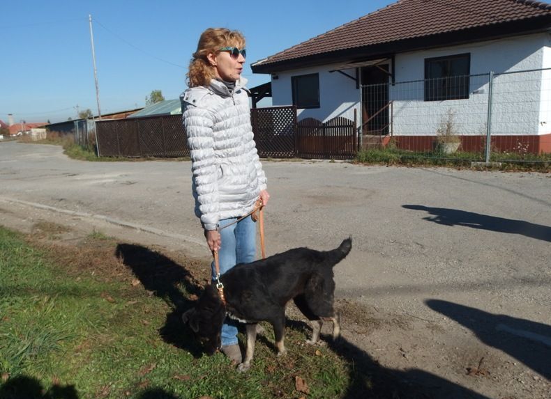 BRAŞOV. Primăria sterilizează gratuit câinii din incintele firmelor 2 adapoststupinicainilapis2.jpg