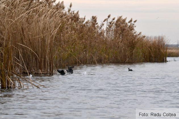 balta comana (106)_199044.JPG