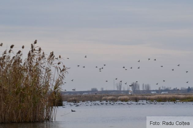 balta comana (49)_199042.JPG