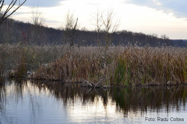 balta de la comana  (239)_199046.JPG