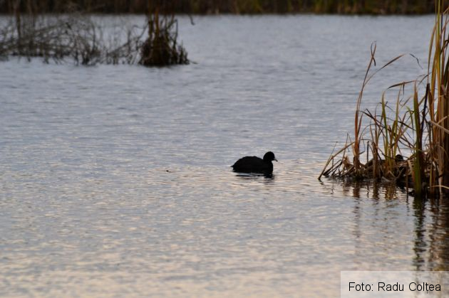 balta de la comana  (359)_199047.JPG
