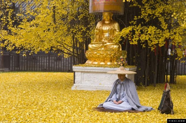 gingkogold1_199310.jpg