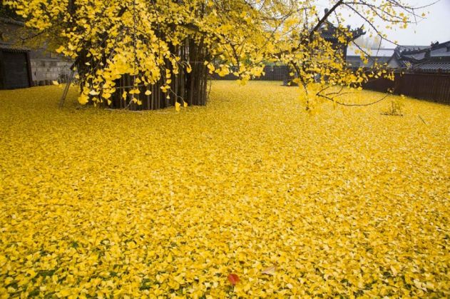 gingkogold9_199314.jpg