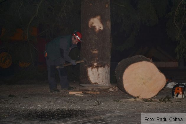 montare brad 2015 (18)_198645.JPG