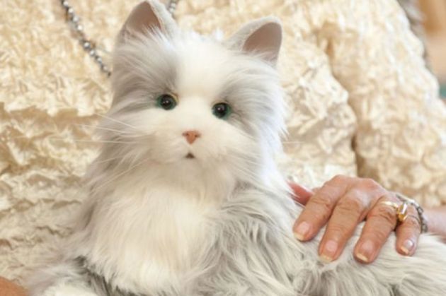 pisica robot1_198975.jpg