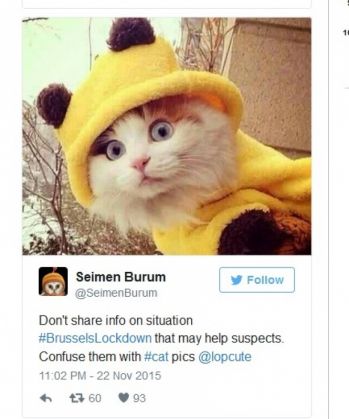 pisici belgia 1_199025.jpg