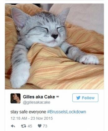 pisici belgia 2_199029.jpg