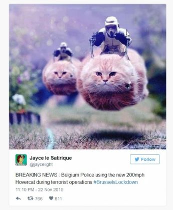 pisici belgia 4_199026.jpg