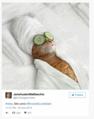 pisici belgia 5_199028.jpg