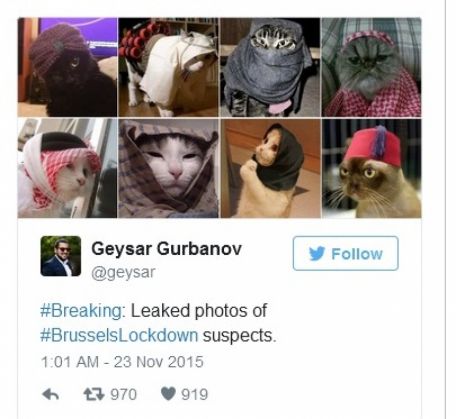 pisici belgia 6_199030.jpg