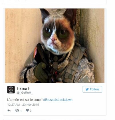 pisici belgia 7_199040.jpg