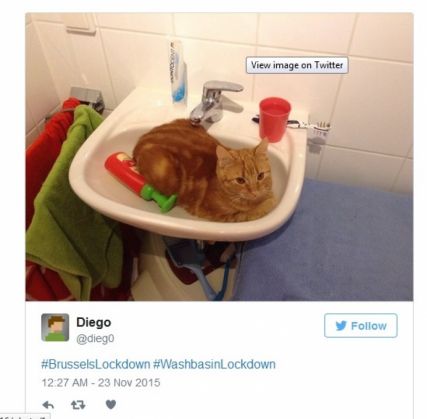 pisici belgia 8_199039.jpg