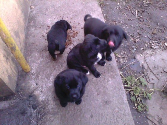 BRAŞOV. „Salariul” pentru câine a provocat un „asalt” la Azilul canin 2 catelusi strada_200219.jpg