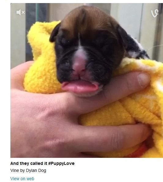 Şi-au clonat câinele mort! 2 puicaine.jpg