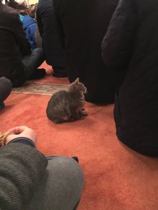 CatMosque2_202919.jpeg