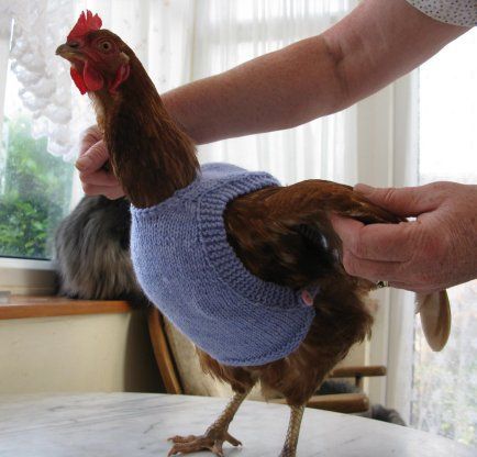 NEBUNIE. A apărut vesta pentru GĂINI (FOTO) 2 chicken-sweaters-1.jpg
