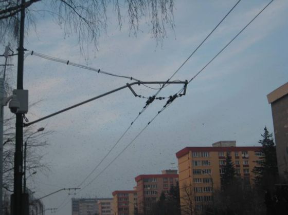 ciori (1)_203673.JPG