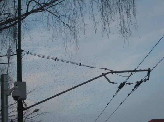 ciori (2)_203674.JPG