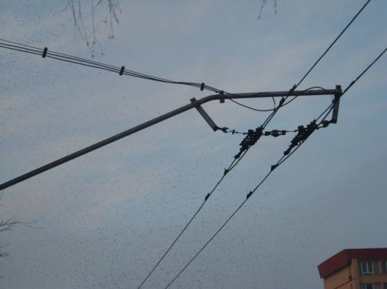 ciori (4)_203676.JPG