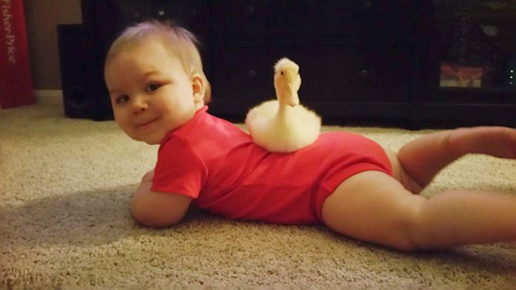 pet-duck-boy-best-friends-mr-t-and-bee-tyler-young-20_203359