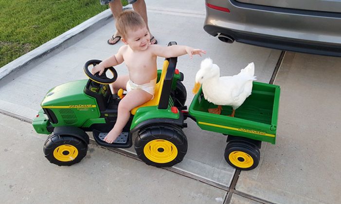 pet-duck-boy-best-friends-mr-t-and-bee-tyler-young-9_203357.