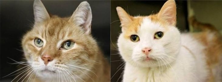 pisici adoptate_201963.jpeg