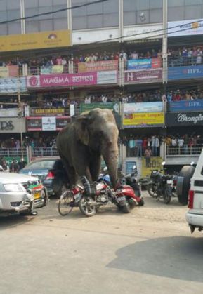 Un elefant a distrus 100 de case! 2 Elephant-on-the-loose-in-India_204802.jpg