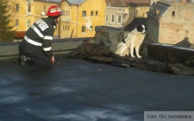 Gânduri sinucigaşe?! Un căţel a fost salvat de pompieri de pe acoperişul unei clădiri cu 3 etaje! . 2 caine salvat 2_204205.jpg