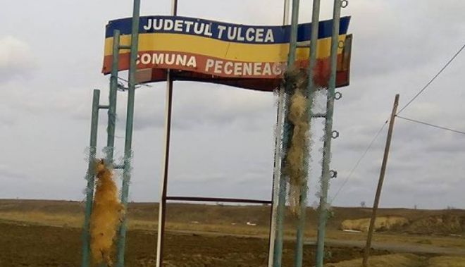 BARBARIE. Au spânzurat câinii la intrarea în sat 2 caini_3.jpg