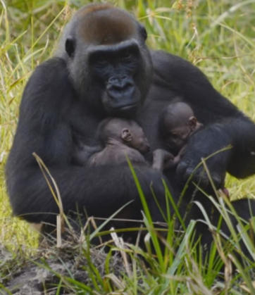 O gorilă de vest a adus pe lume gemeni! „Nașterea lor este un eveniment incredibil” (FOTO) 3 gemeni gorila 2_204708.png