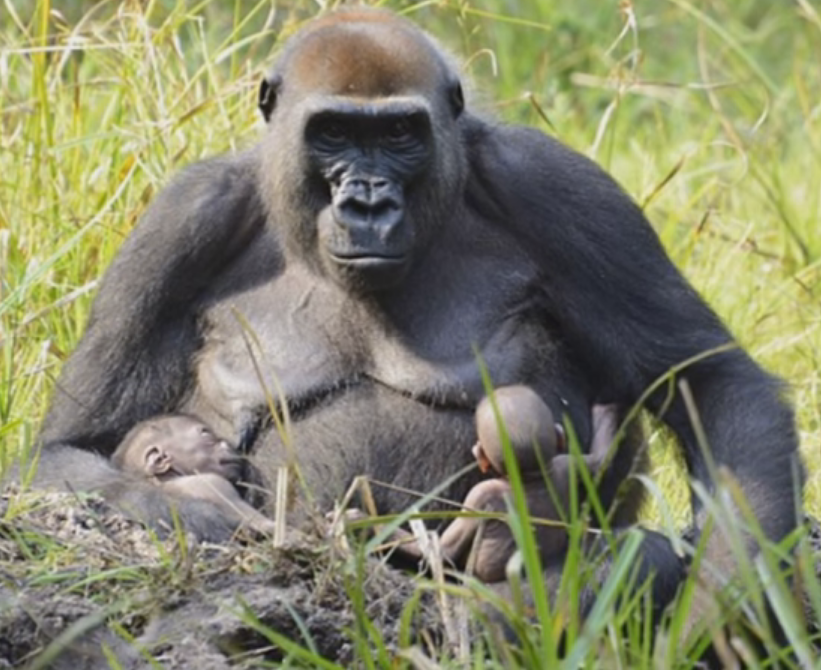 O gorilă de vest a adus pe lume gemeni! „Nașterea lor este un eveniment incredibil” (FOTO) 2 gemenigorila.png