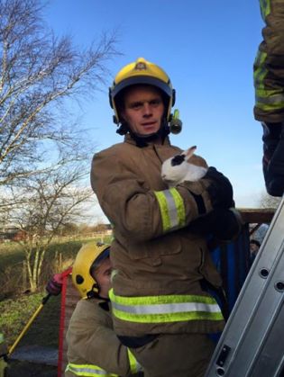 iepure acoperis2_203862.jpg