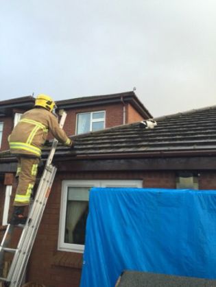 iepure acoperis3_203863.jpg