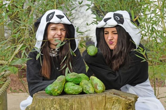 ursi panda_205536.jpg