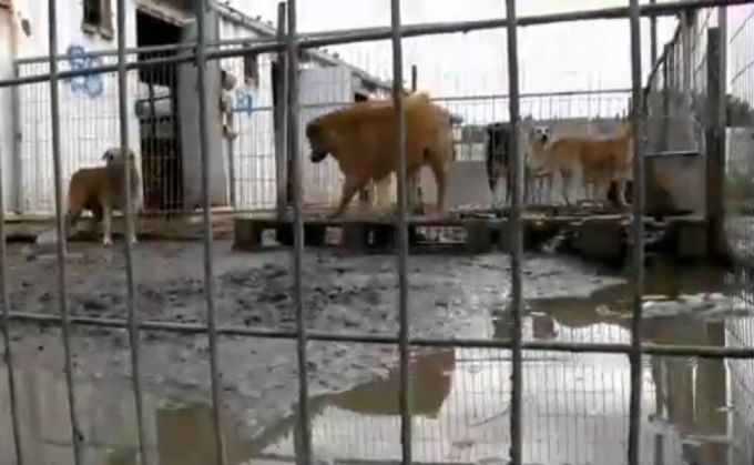 A luat 250 de câini, deşi a vrut să adopte doar unul! 4 caini4_206381.jpg