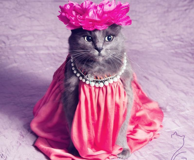 PISICA FASHIONISTĂ. Poartă hainuţe cool şi accesorii 2 pisica1_3.jpg