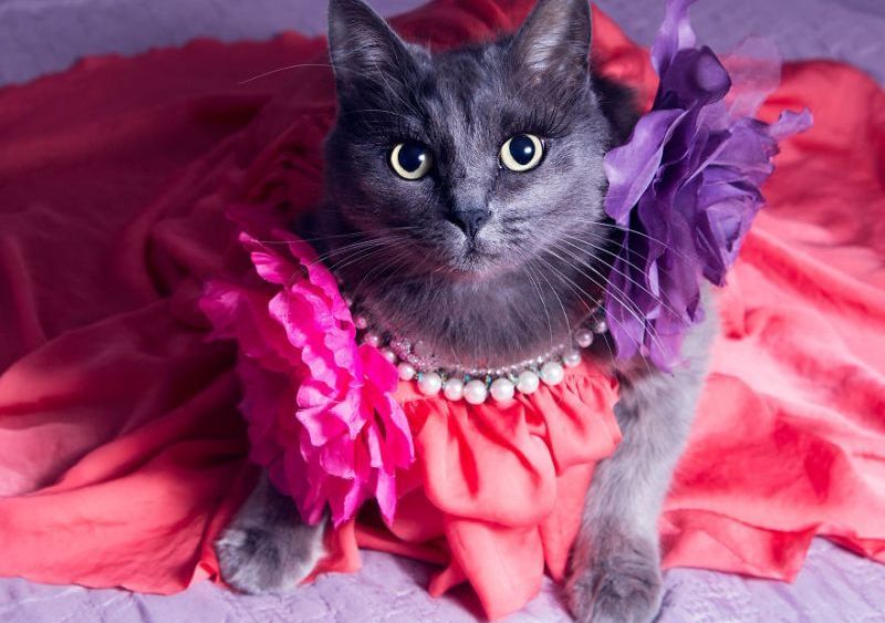 PISICA FASHIONISTĂ. Poartă hainuţe cool şi accesorii 3 pisica2.jpg