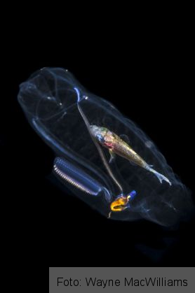 Uimitor. Uite cum arată un peşte în burta unei fiinţe marine! 2 CATERS_TRANSLUCENT_FISH_01_208857.jpg