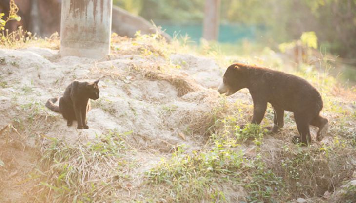 bear-cat-friends-unusual-animal-friendships-ka-wao-george-4_